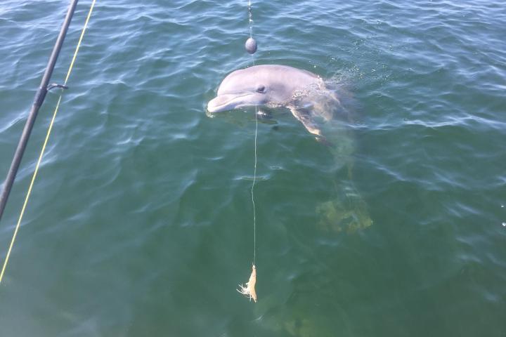 dolphin sticking head above water near boat