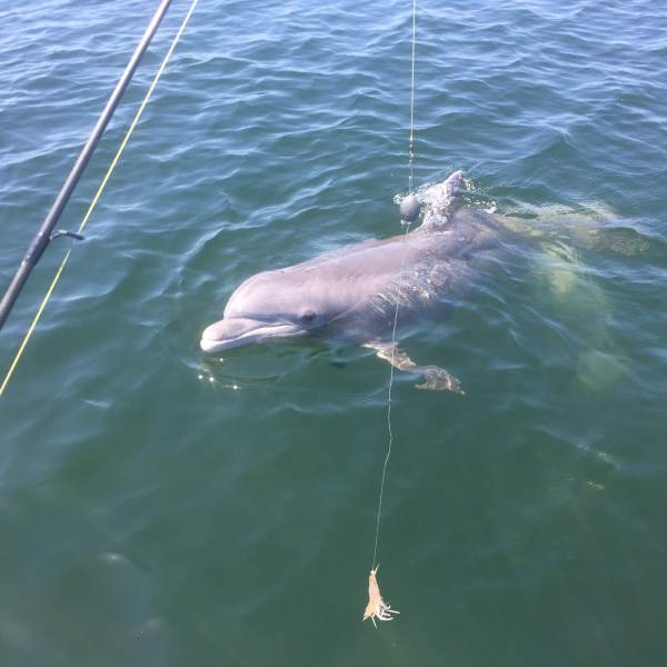 Dolphin swimming next to boat