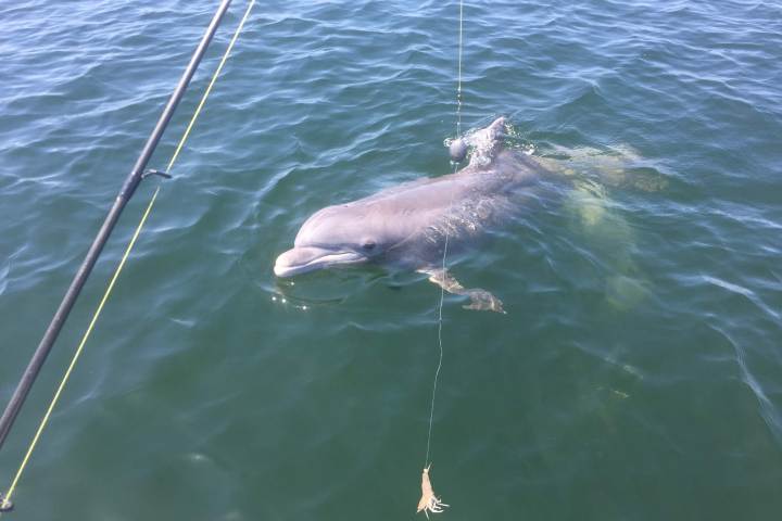 Dolphin swimming next to boat
