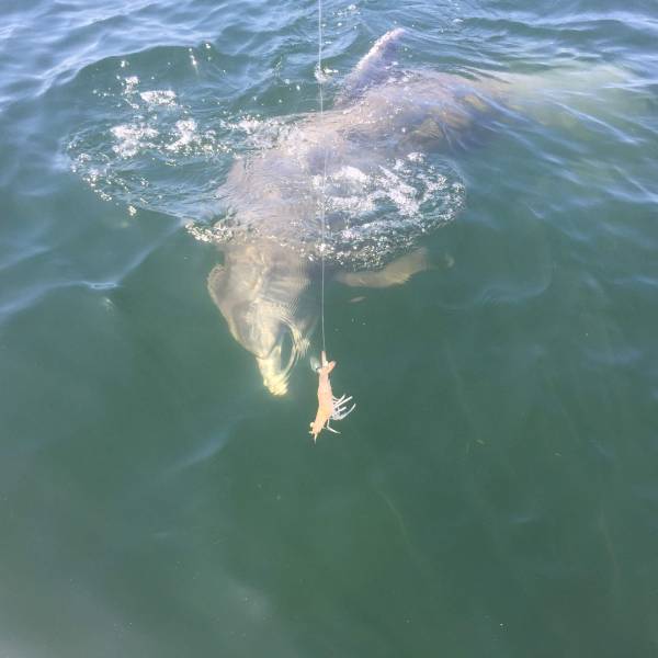 Dolphin investigating shrimp floating on the surface of the water