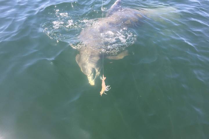 Dolphin investigating shrimp floating on the surface of the water