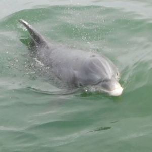Dolphin swimming above water