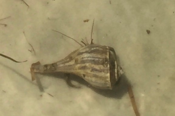 Hermit crab crawling in sand underwater