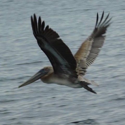 Pelican flying low over the water