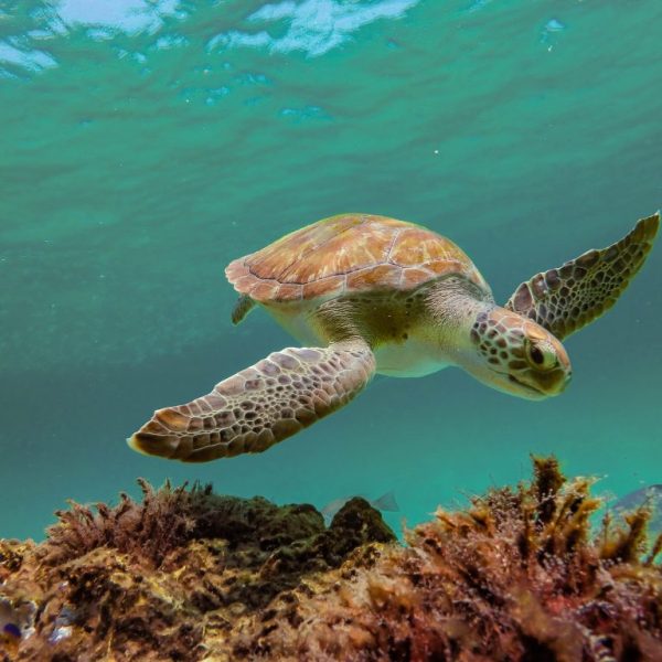Sea turtle swimming under water