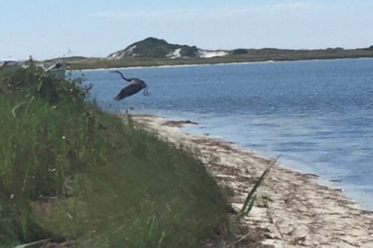 Egret flying into shore