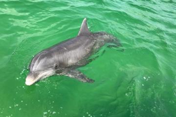 a dolphin swimming in a pool of water